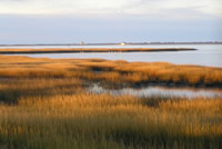 Assateague Salt Marsh