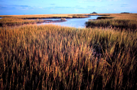 Estuary Marsh