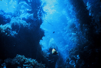 Kelp Bed Undersea