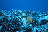 Coral Reef Near Hawaii